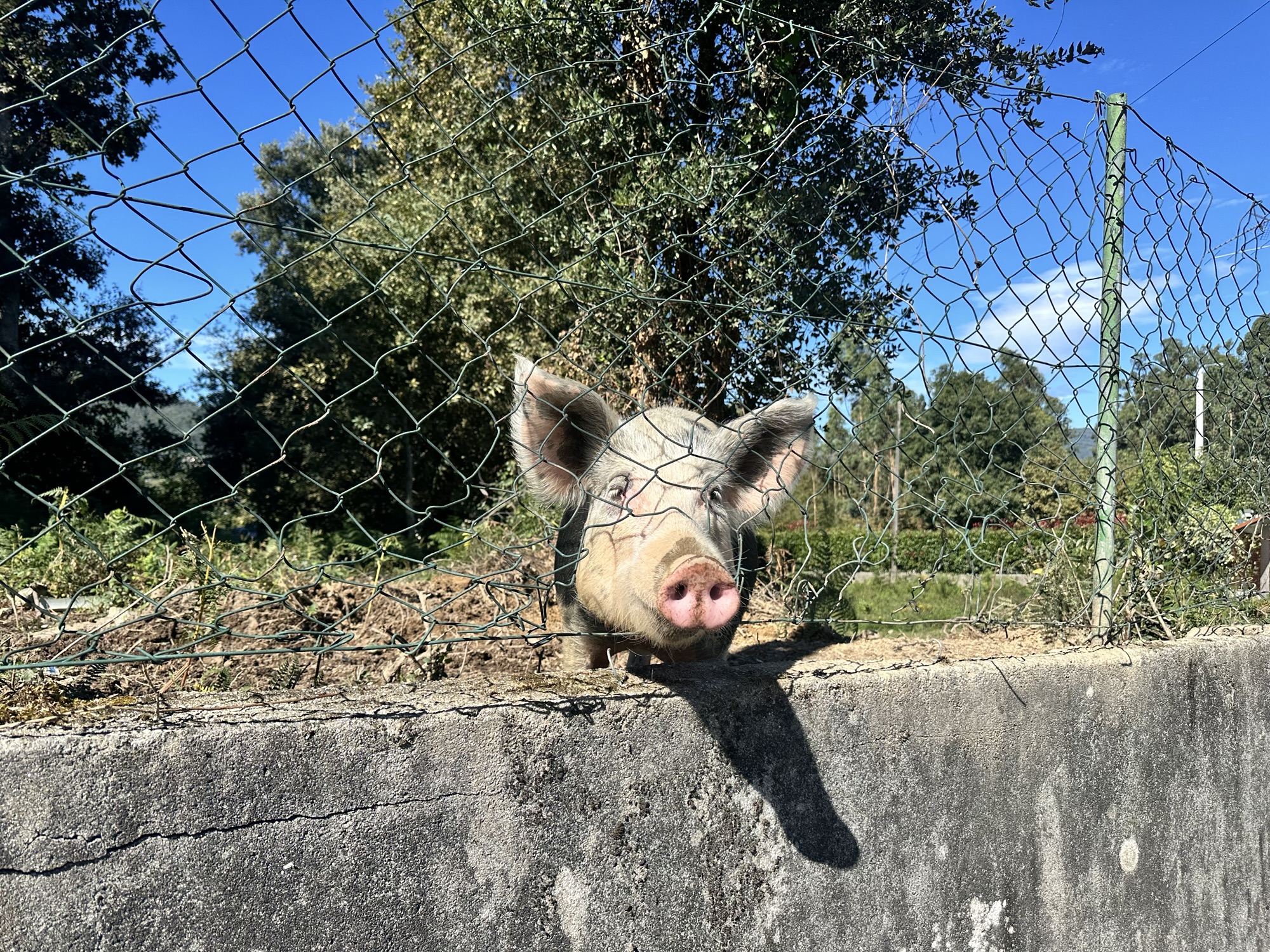 Day 18 – Barcelos to Corgo
